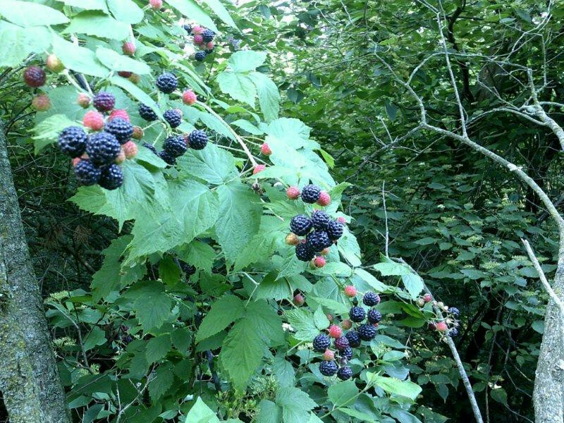 100+ WILD BLACK RASPBERRY SEEDS (Rubus occidentalis) gallery