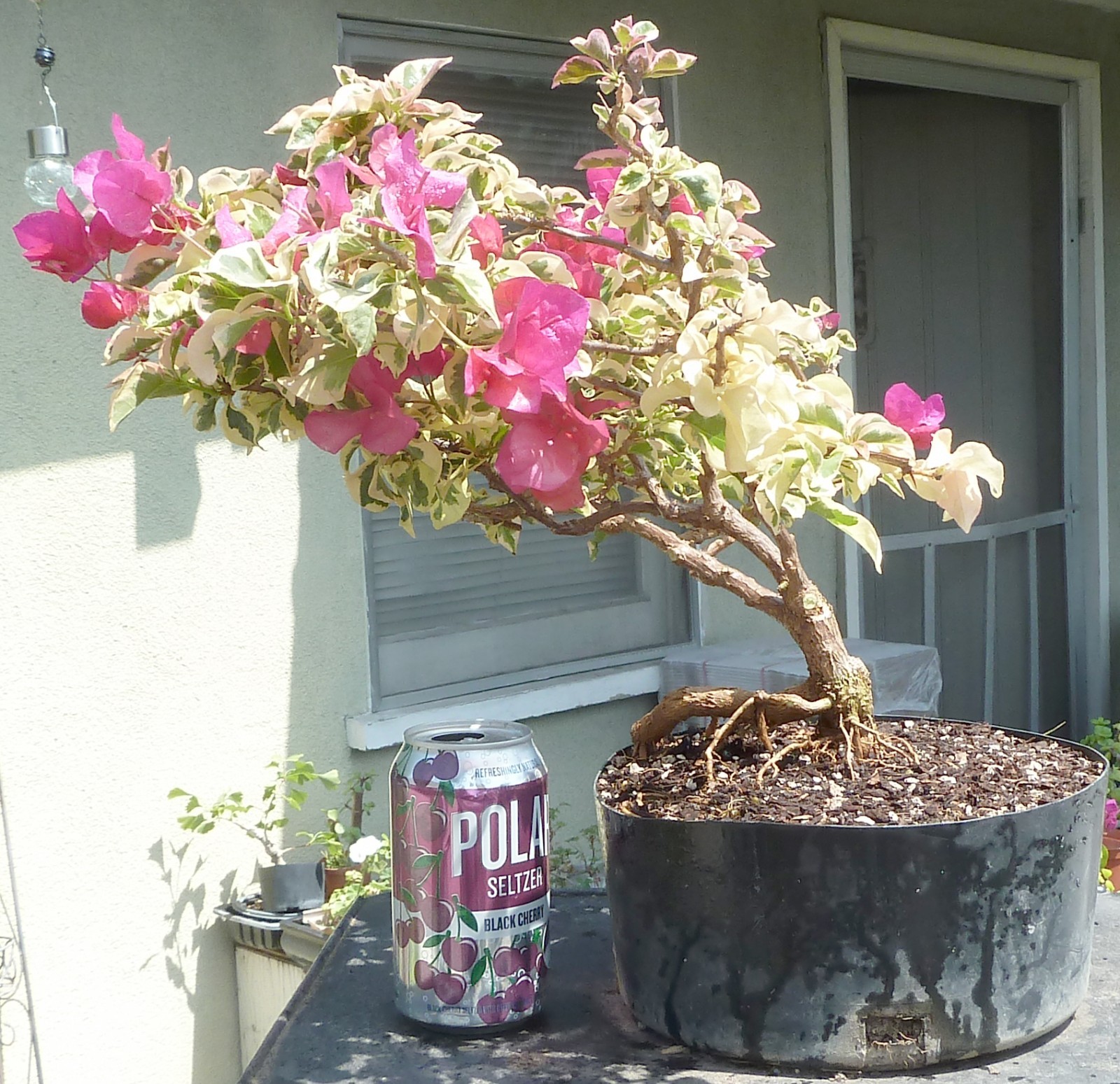 Variegated Bougainvillea Raspberry Ice Pre Bonsai Dwarf Kifu Nice Trunk Flowers gallery