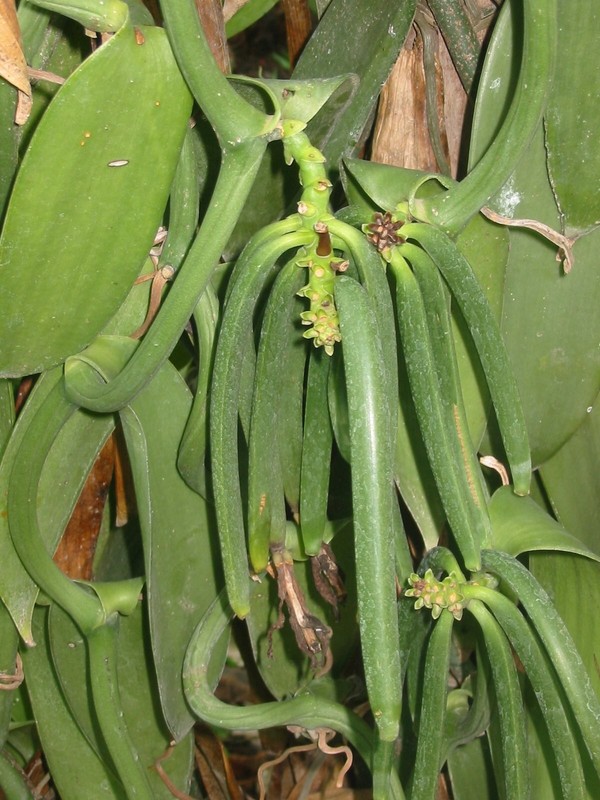 25 Tahitian Extract Grade B Vanilla Beans 5~6 by Products USA gallery