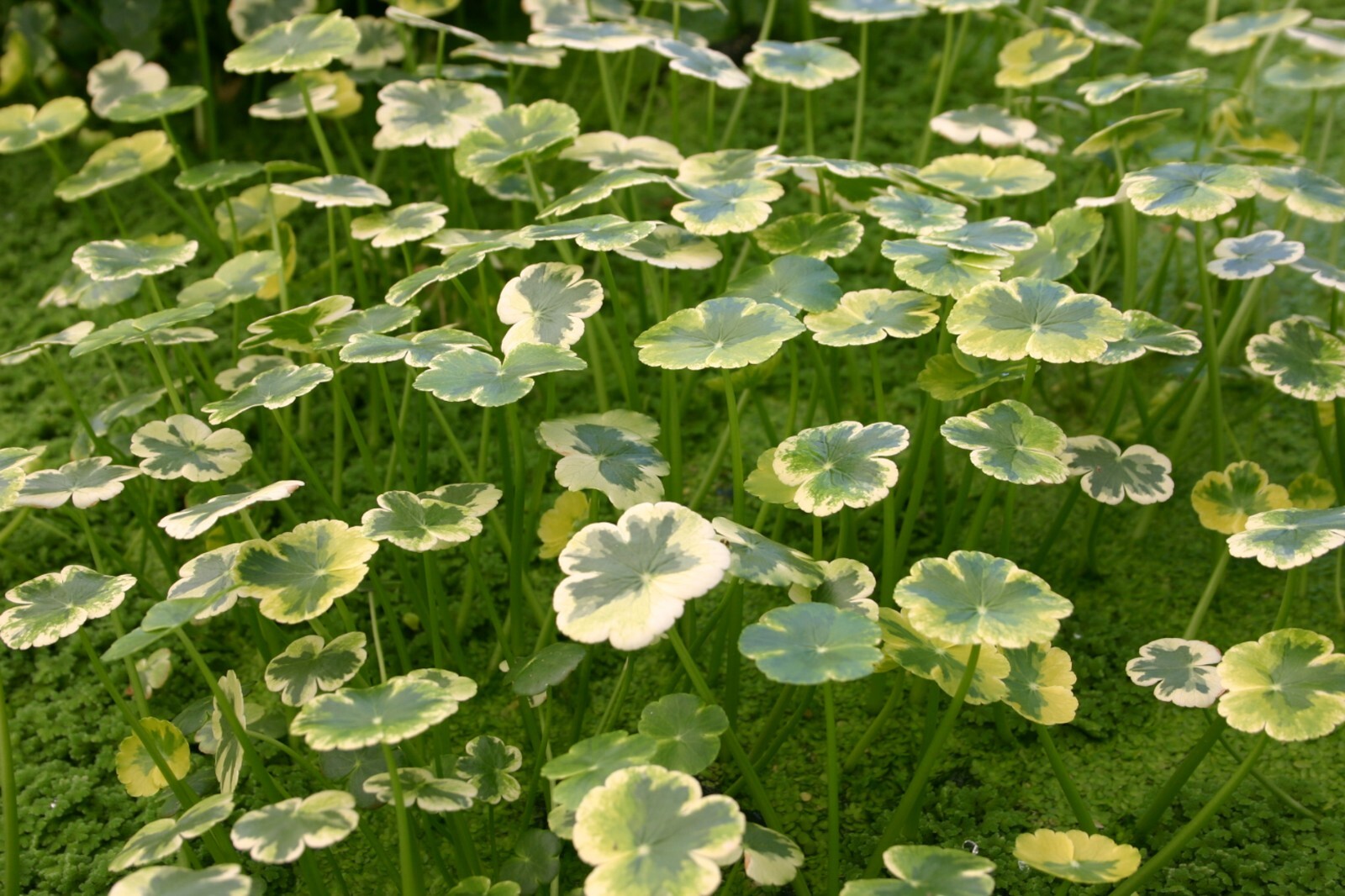 Live Variegated Pennywort Winter Hardy Aquatic Marginal Pond/Bog Plant gallery