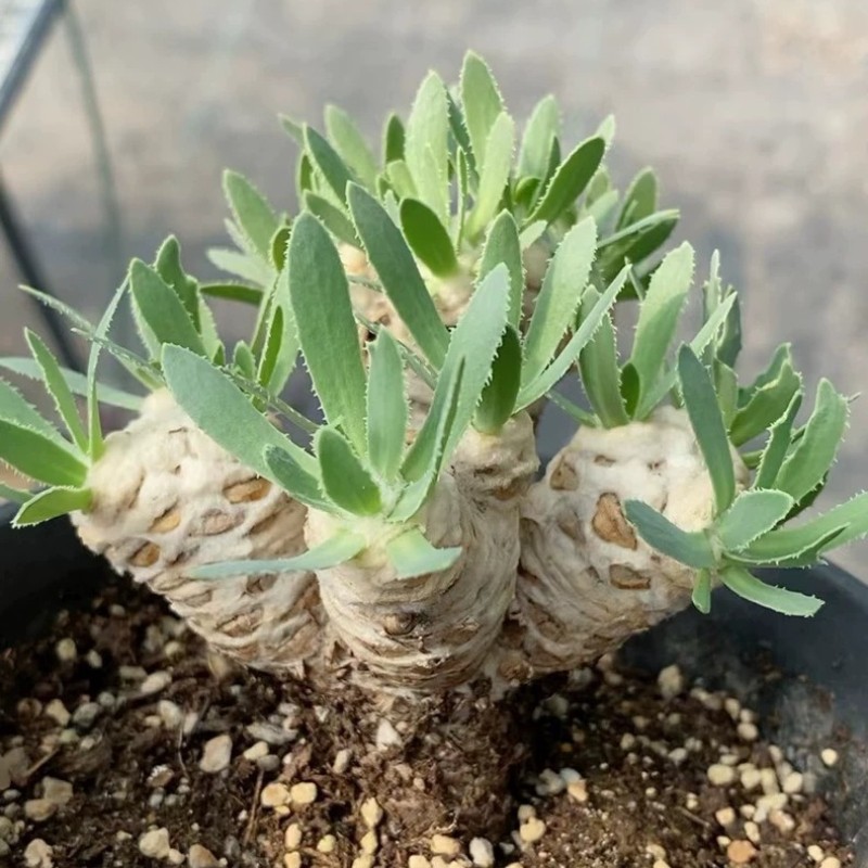 3-4cm Succulent Cactus Plant Othonna Retrorsa Asteraceae Home Garden Beautiful gallery