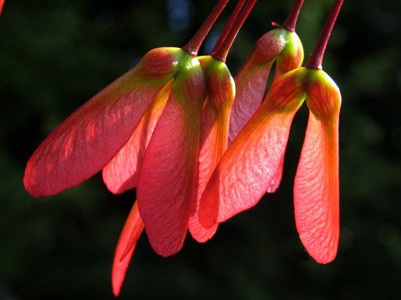 Red Maple, Acer rubrum, (Northern Source) Tree Seeds (Fast, Fall Colors) gallery