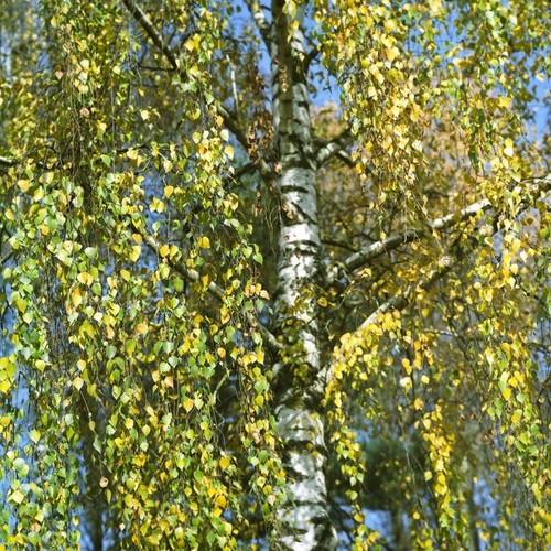 Weeping White Birch Tree - 1 Gram (500+ Seeds) 2023 - Yellow Leaves White Bark gallery