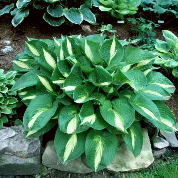 hosta ANN KULPA medium shiny thick pointed 2.5" pot = 1 Potted Garden Plant gallery