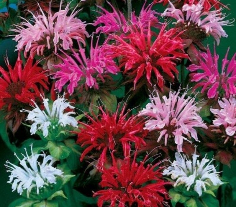 20 + Bee Balm Mixed Flower Seeds USA seller gallery
