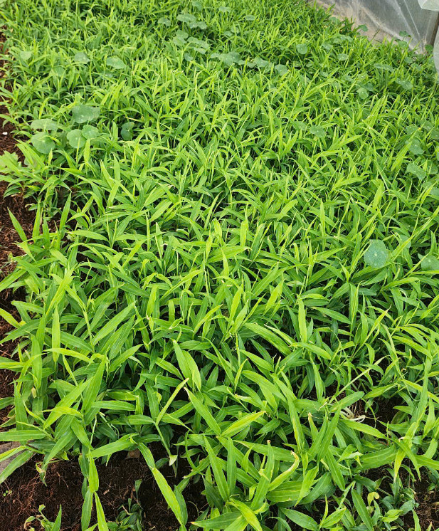 2 White Ginger Plants Zingiber Officinale Plants Fragrant Herb Seedling 4-6"Tall gallery