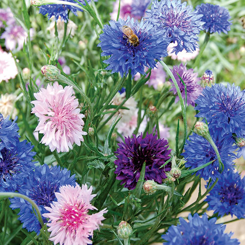 Bachelor Button Cornflower Mixed Seeds | NON-GMO | Heirloom | Fresh Garden Seeds gallery