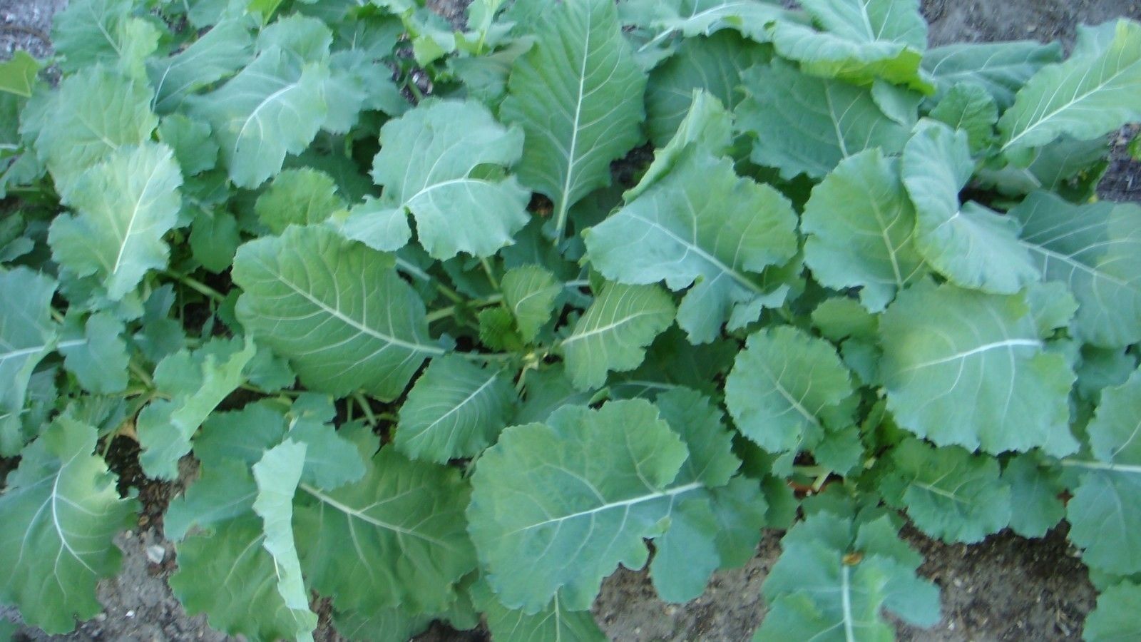 Georgia Southern Collard Seeds, NON-GMO, Creole, Variety Sizes, FREE SHIPPING gallery