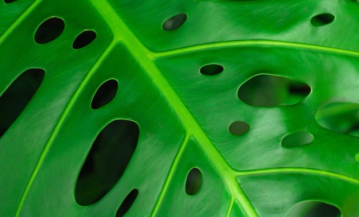MONSTERA ADANSONII SWISS CHEESE ROOTED LIVE PLANT gallery