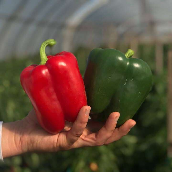 150 Cali Wonder Bell Pepper Seeds - Large - High Yields - Garden Classic gallery