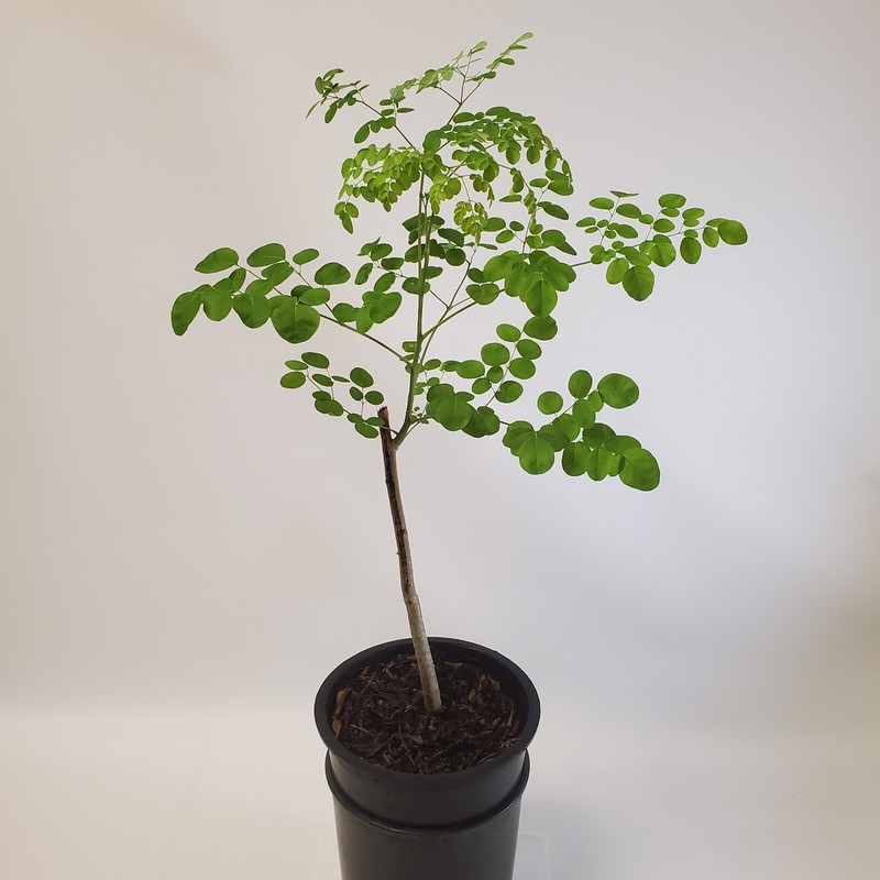 2-3ft Tall Moringa Oleifera Tree Save 6 Months of Grow Time AKA Miracle Tree gallery