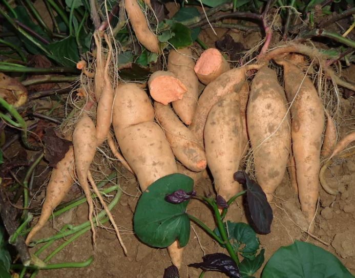 10 Sweet Potato Slips Plants - Vardaman - Bush Type - Non GMO & Chemical Free gallery