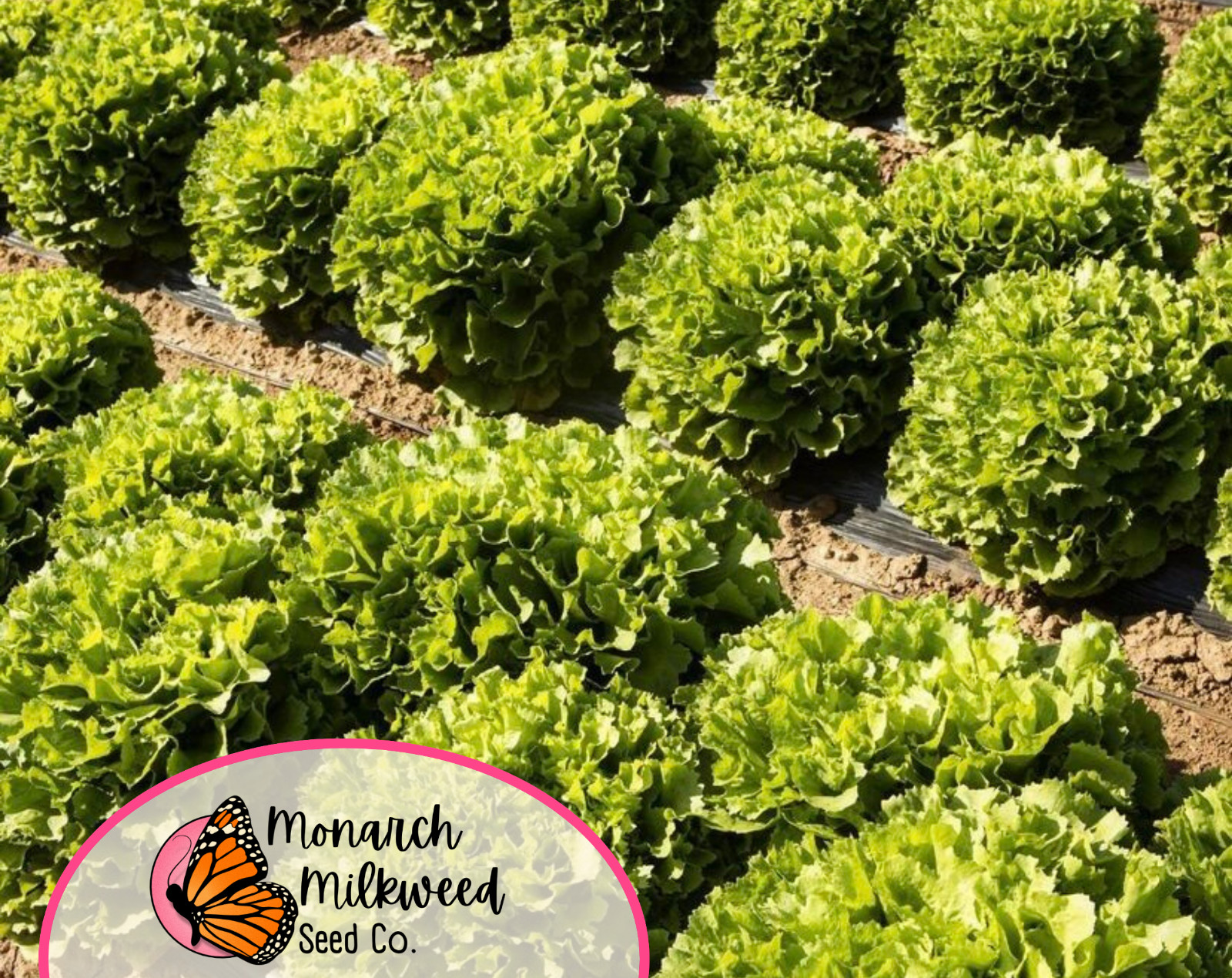 2900+ Endive Seeds 'Broadleaf Batavian' | Heirloom, Non-GMO, Vegetable Gardening gallery