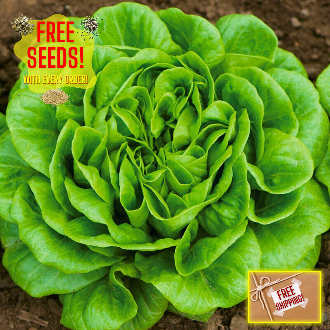 Fresh Crisp Bibb Butterhead Lettuce Seeds | Heirloom Non-GMO | Vegetable Seeds gallery