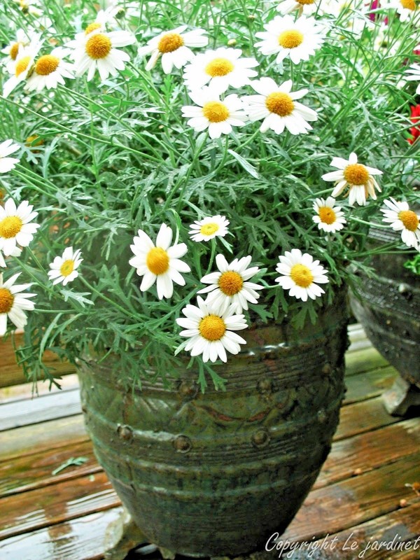 2000+Common German CHAMOMILE Flower Seeds Organic Herb Tea Garden Container Easy gallery