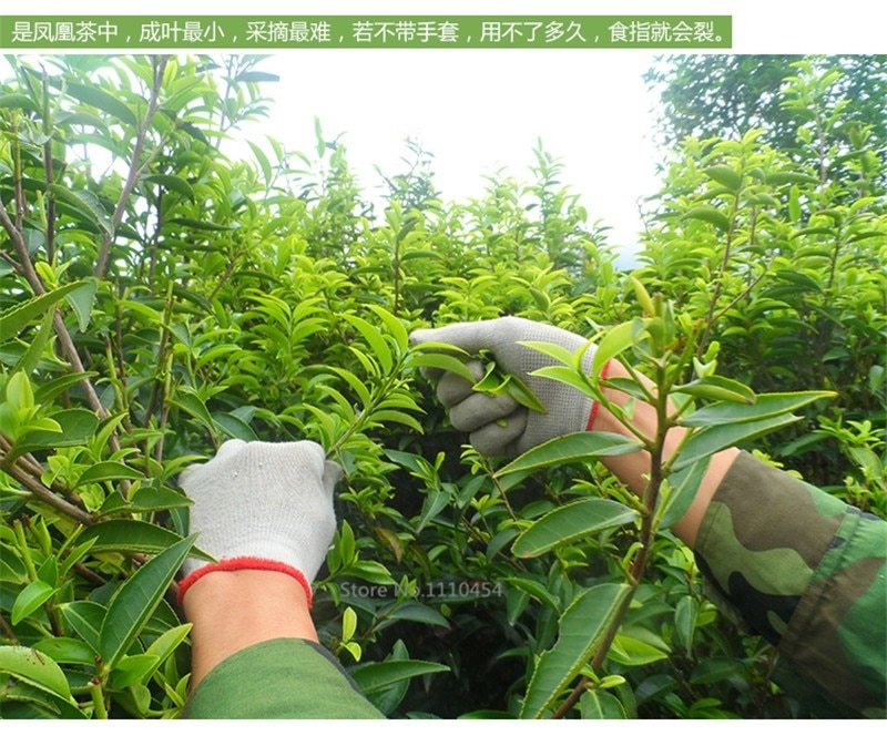 Phoenix Dan Cong Oolong Tea Top Grade Premium Loose Leaf Tea 250g gallery