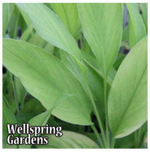 Yellow Turmeric Ginger - Curcuma longa - Live Plant
