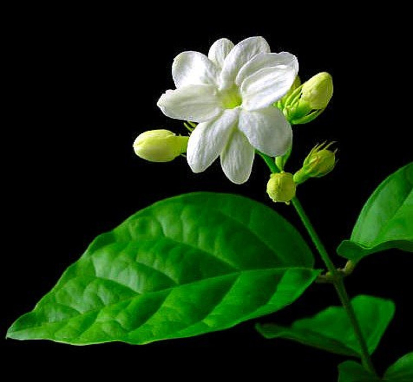 Jasmine Plant 8" height gallery