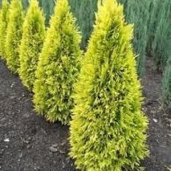 Forever Goldy Arborvitae ( Thuja )- Live Plant - ( 2.5 QT ) gallery