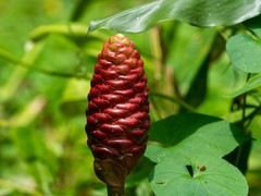 2 Shampoo Ginger Rhizomes (Zingiber Zerumbet) Awapuhi Kuahiwi for planting
