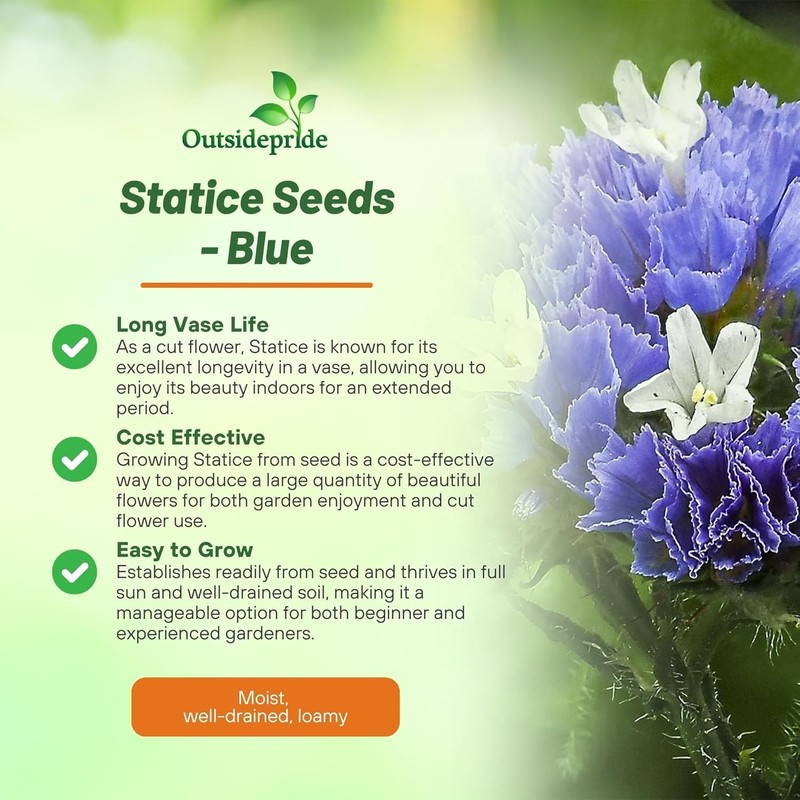 1000 Seeds Limonium Statice Blue Garden Flower Plant Seed With Low Water gallery