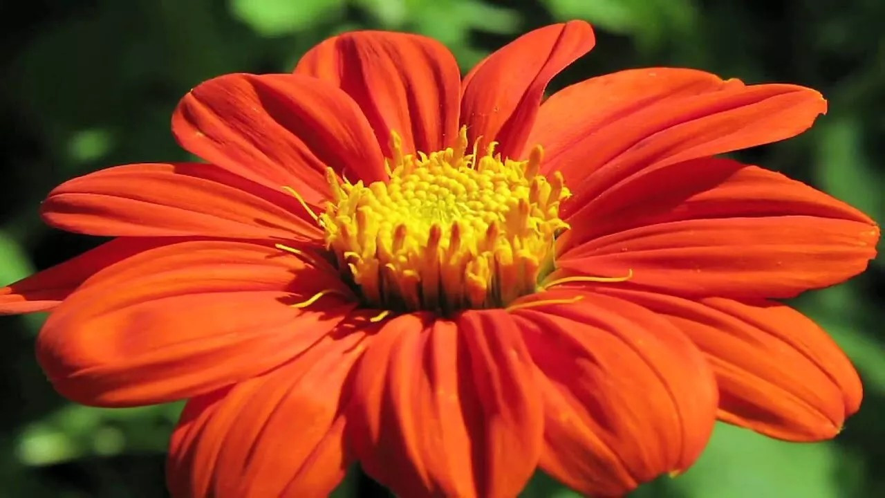 100+ MEXICAN TORCH SUNFLOWER SEEDS - Bees Butterflies Hummingbirds ------- FRESH gallery