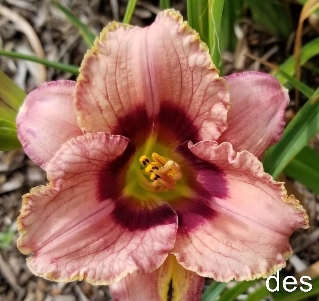 Daylily ~ ORCHID CANDY ~ Ruffled Purple REBLOOMER ~ Daylilies LIVE PLANT gallery