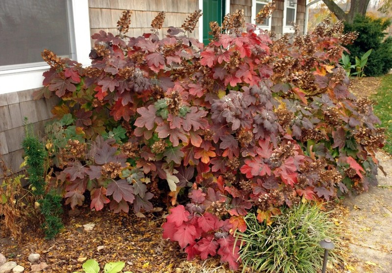 OAKLEAF HYDRANGEA 4" POT gallery