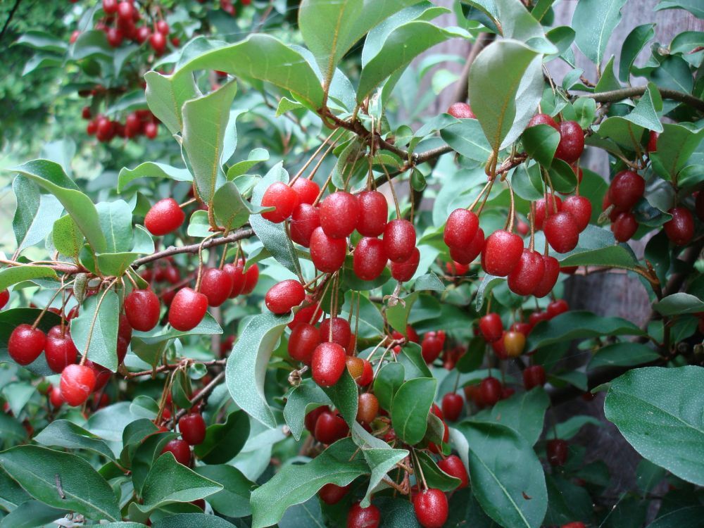 Elaeagnus multiflora GOUMI BERRY Seeds! gallery