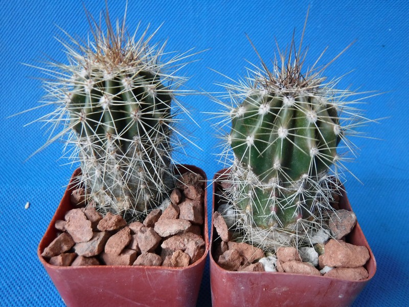 Saguaro Cactus TWO (2!) Nice Spines Carnegiea gigantea 2"-3" Tall AZ Seed Grown gallery
