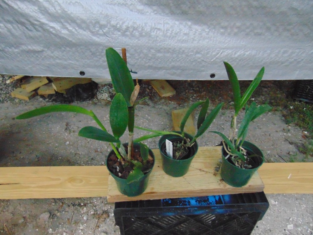 Rth. Lemon Drop 'NN' and 2 Gram. scriptum Bloom size 4"/2" pot 3 PLANTS