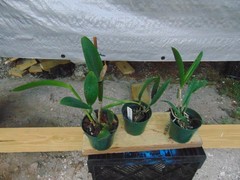 Rth. Lemon Drop ‘NN’ and 2 Gram. scriptum Bloom size 4″/2″ pot 3 PLANTS
