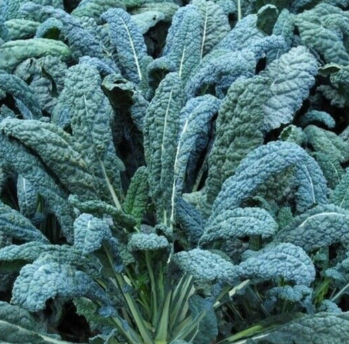 LACINATO KALE SEEDS 600+ "DINOSAUR KALE" cool WEATHER vegetable GARDEN NON-GMO gallery