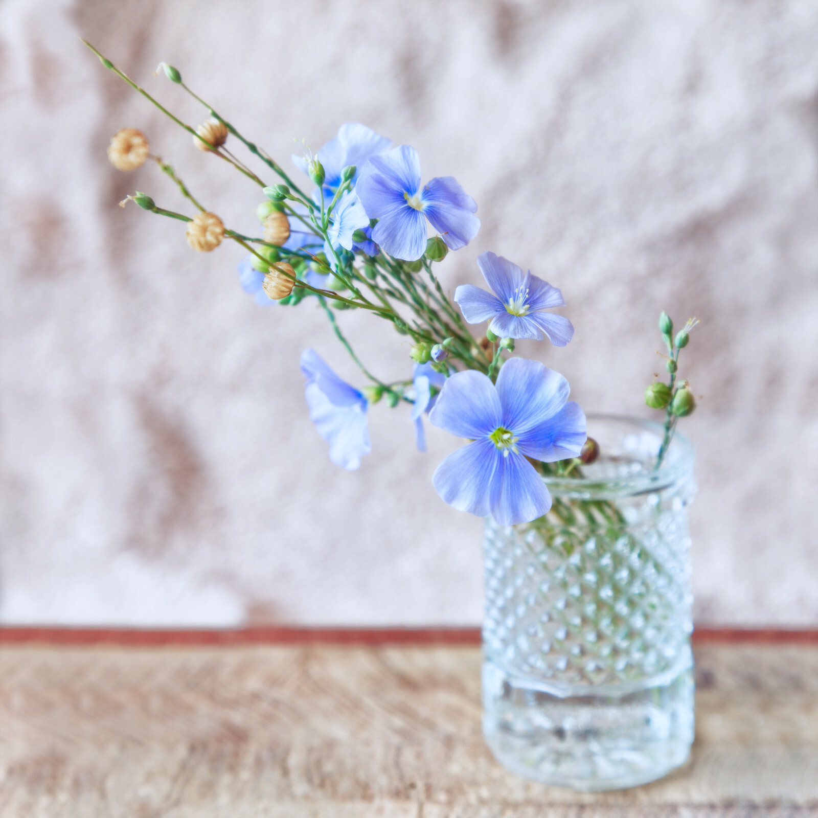 Blue Linen Flax Flower 2000+ Seeds | Blue/Purple Linseed Perennial Wildflower gallery