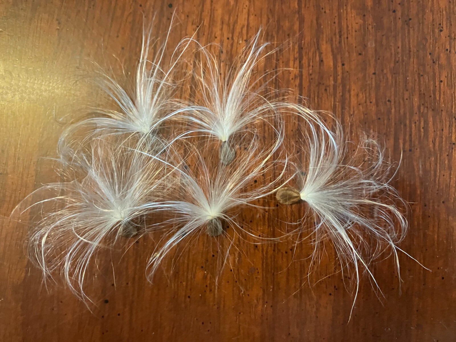 100+ Common Milkweed Seeds, Attract Monarch Butterflies* gallery