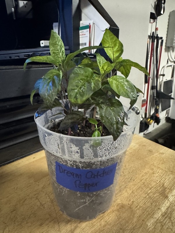 All Varieties!! 5 Pepper Plants!! 1 Type Per Container!! Ready To Ship!! gallery