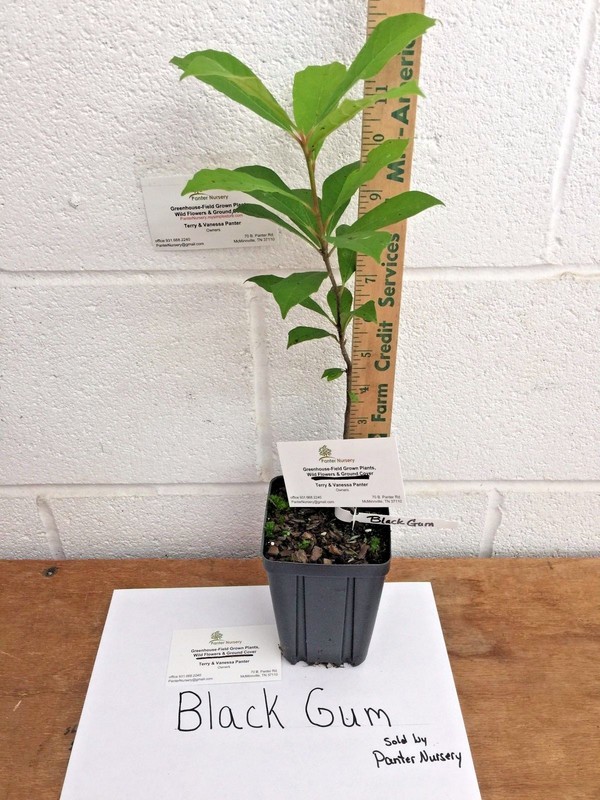 Black Gum tree quart pot (Nyssasylvatica) gallery