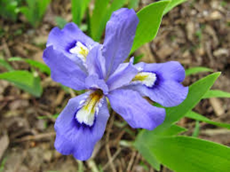 10 Dwarf Crested Iris Bare Root Iris Cristata Wildflower gallery