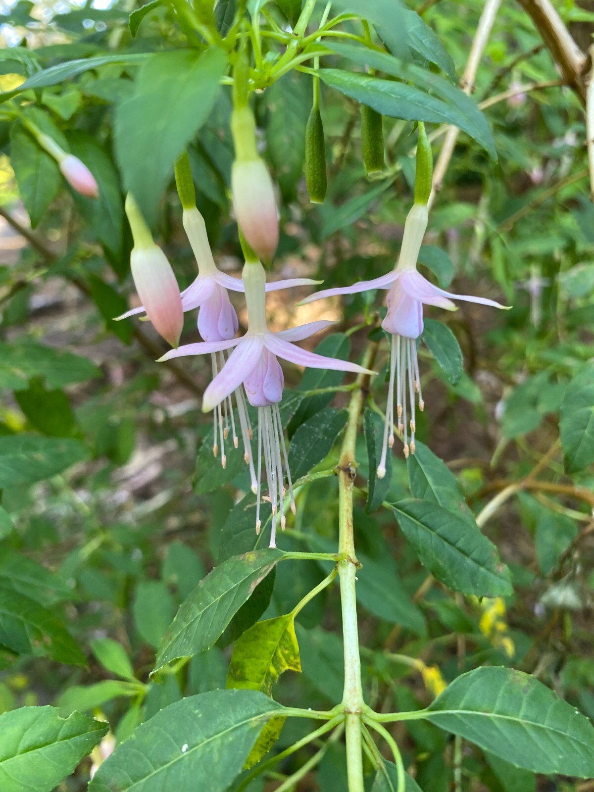 Fuchsia magellanica v. molinae | Maidens Blush | 50 seeds gallery