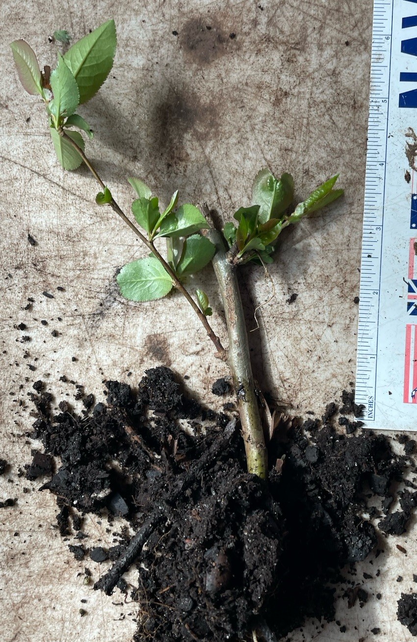 1 Rooted Flowering Quince, Chaenomeles gallery