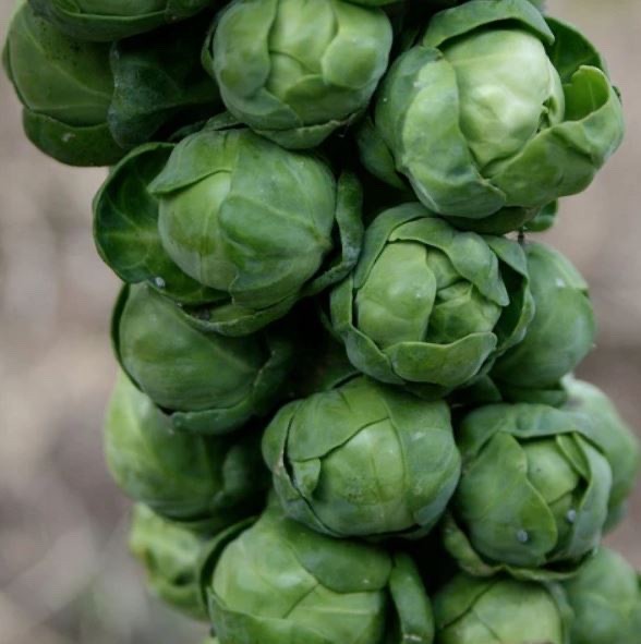 Long Island Improved Brussels Sprouts Heirloom Seeds - Non GMO - 250 Seeds gallery