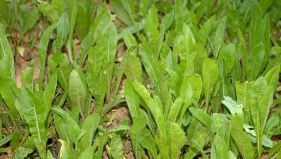 Sixpoint Chicory Food Plot Seed - 1 lb. gallery