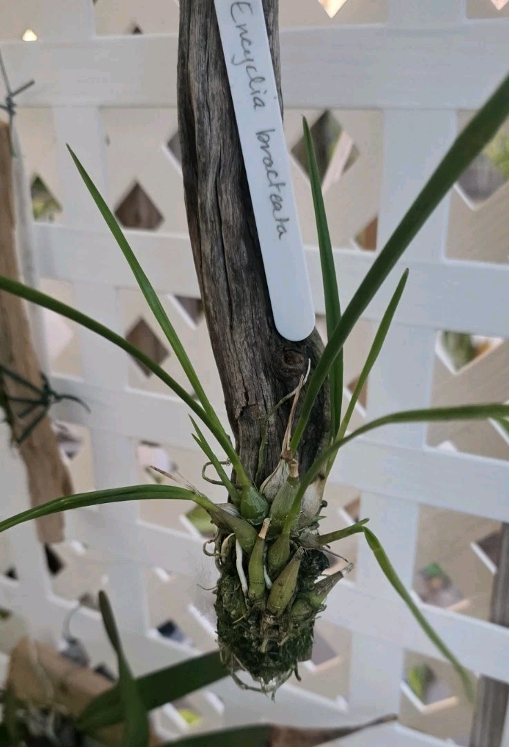 Encyclia bracteata bs established on driftwood gallery