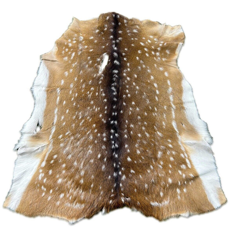 Axis Deer Skin Second Grade Axis Deer Hide Size: 38"X30" Chital deer hide gallery