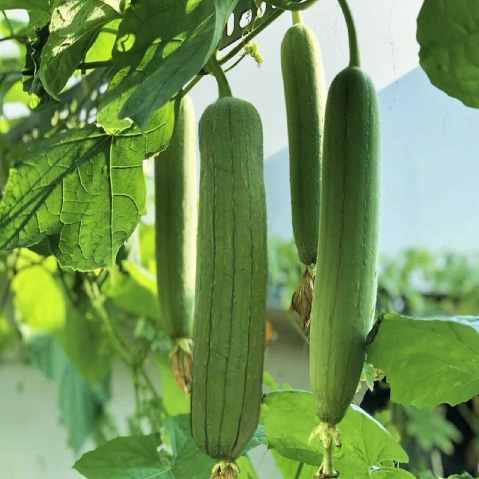 30pcs Luffa Chubby Pier Gourd Seeds - Non-GMO, Loofah Sponge Gourd Seeds. gallery