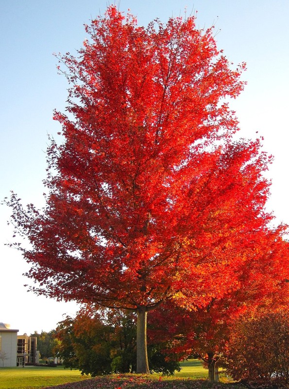 Red Maple Tree Seeds - For 2025 Planting Acer Rubrum Illinois Scarlet Canadian gallery