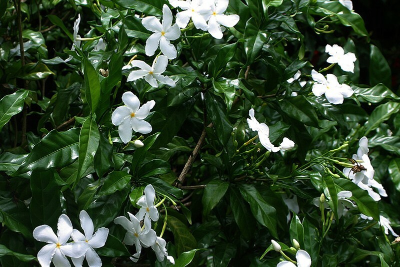 Tabernaemontana divaricata CRAPE JASMINE Seeds! gallery
