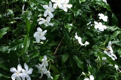 Tabernaemontana divaricata CRAPE JASMINE Seeds!