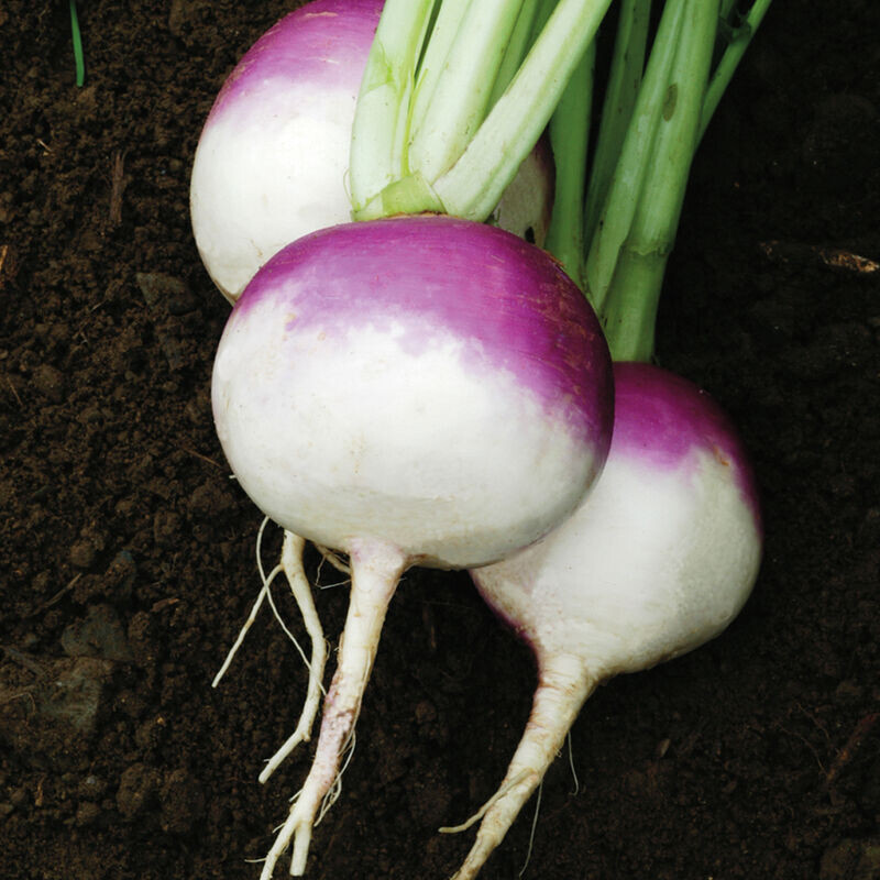 700+ PURPLE TOP WHITE GLOBE TURNIP SEEDS. FRESH FOR GARDENS NON - GMO gallery