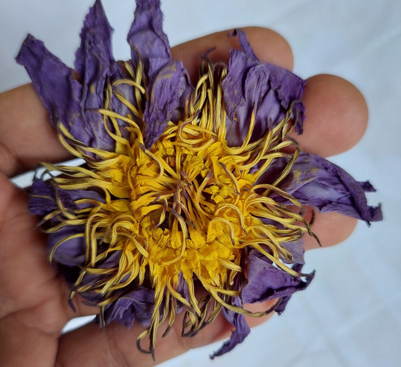 Blue Lotus (Nymphaea Caerulea) herbal tea - Bulk gallery